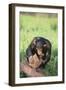Chimpanzee Smashing Rocks-DLILLC-Framed Premium Photographic Print