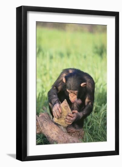 Chimpanzee Smashing Rocks-DLILLC-Framed Premium Photographic Print