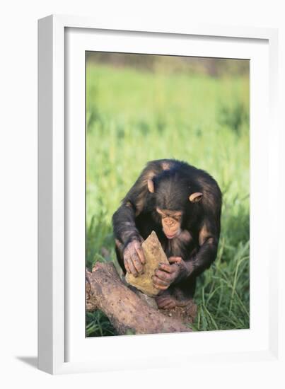 Chimpanzee Smashing Rocks-DLILLC-Framed Premium Photographic Print