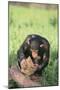 Chimpanzee Smashing Rocks-DLILLC-Mounted Premium Photographic Print