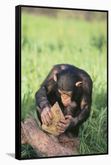 Chimpanzee Smashing Rocks-DLILLC-Framed Stretched Canvas