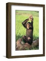 Chimpanzee Smashing Rocks-DLILLC-Framed Photographic Print