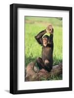 Chimpanzee Smashing Rocks-DLILLC-Framed Photographic Print