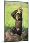 Chimpanzee Smashing Rocks-DLILLC-Mounted Photographic Print