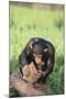 Chimpanzee Smashing Rocks-DLILLC-Mounted Photographic Print