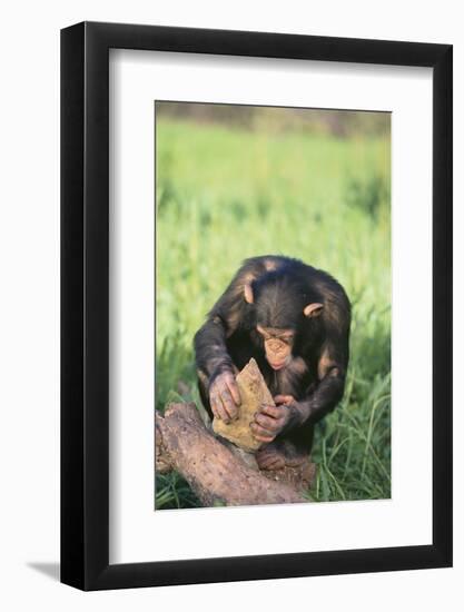 Chimpanzee Smashing Rocks-DLILLC-Framed Photographic Print