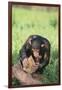 Chimpanzee Smashing Rocks-DLILLC-Framed Photographic Print