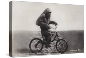 Chimpanzee Titine Riding a Bicycle at the Zoo in Berlin-null-Stretched Canvas