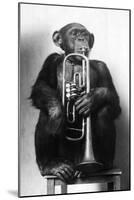Chimpanzee Trumpeter-null-Mounted Photographic Print