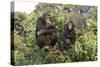 Chimpanzee Two in Tree-null-Stretched Canvas