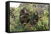 Chimpanzee Two in Tree-null-Framed Stretched Canvas