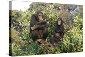 Chimpanzee Two in Tree-null-Stretched Canvas