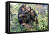 Chimpanzee Two in Tree-null-Framed Stretched Canvas