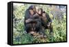 Chimpanzee Two in Tree-null-Framed Stretched Canvas