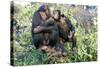 Chimpanzee Two in Tree-null-Stretched Canvas