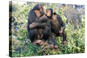 Chimpanzee Two in Tree-null-Stretched Canvas