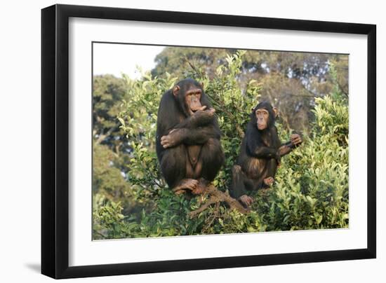 Chimpanzee Two in Tree-null-Framed Photographic Print