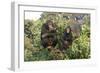 Chimpanzee Two in Tree-null-Framed Photographic Print