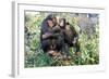 Chimpanzee Two in Tree-null-Framed Photographic Print