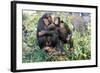 Chimpanzee Two in Tree-null-Framed Photographic Print