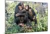 Chimpanzee Two in Tree-null-Mounted Photographic Print
