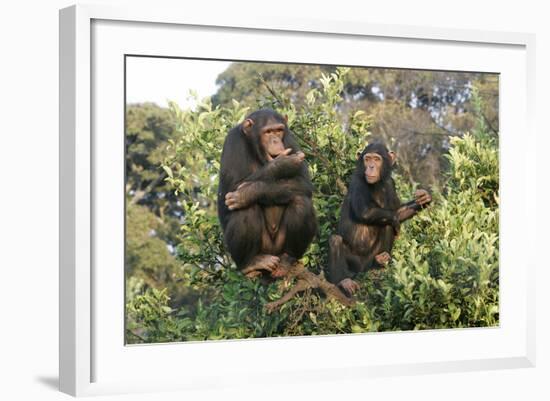 Chimpanzee Two in Tree-null-Framed Photographic Print