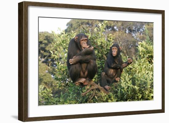 Chimpanzee Two in Tree-null-Framed Photographic Print