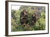 Chimpanzee Two in Tree-null-Framed Photographic Print