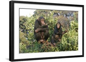 Chimpanzee Two in Tree-null-Framed Photographic Print