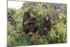 Chimpanzee Two in Tree-null-Mounted Photographic Print