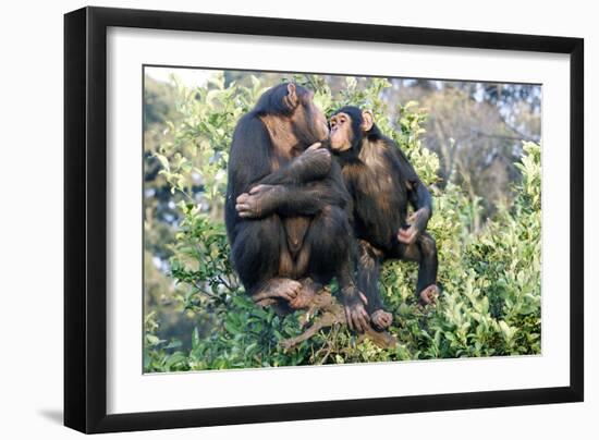 Chimpanzee Two in Tree-null-Framed Photographic Print