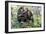 Chimpanzee Two in Tree-null-Framed Photographic Print