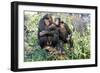 Chimpanzee Two in Tree-null-Framed Photographic Print