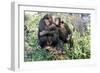 Chimpanzee Two in Tree-null-Framed Photographic Print