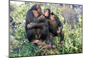 Chimpanzee Two in Tree-null-Mounted Photographic Print