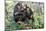 Chimpanzee Two in Tree-null-Mounted Photographic Print