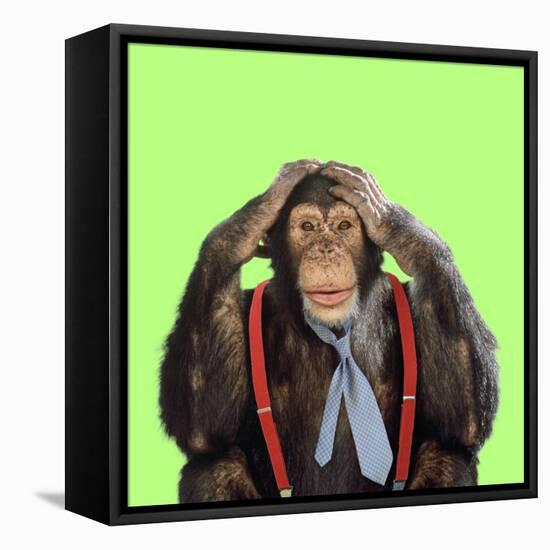 Chimpanzee Wearing Tie and Braces-null-Framed Stretched Canvas