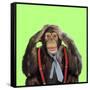 Chimpanzee Wearing Tie and Braces-null-Framed Stretched Canvas