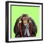 Chimpanzee Wearing Tie and Braces-null-Framed Photographic Print
