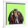 Chimpanzee Wearing Tie and Braces-null-Framed Photographic Print