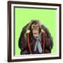 Chimpanzee Wearing Tie and Braces-null-Framed Photographic Print