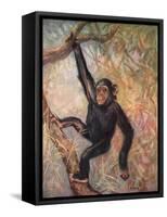 Chimpanzee, Wild Beasts-Cuthbert Swan-Framed Stretched Canvas