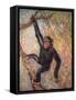 Chimpanzee, Wild Beasts-Cuthbert Swan-Framed Stretched Canvas