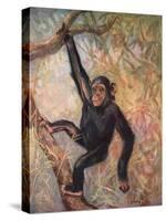 Chimpanzee, Wild Beasts-Cuthbert Swan-Stretched Canvas
