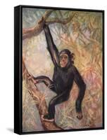 Chimpanzee, Wild Beasts-Cuthbert Swan-Framed Stretched Canvas