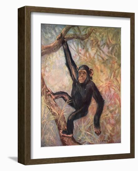 Chimpanzee, Wild Beasts-Cuthbert Swan-Framed Art Print