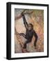 Chimpanzee, Wild Beasts-Cuthbert Swan-Framed Art Print