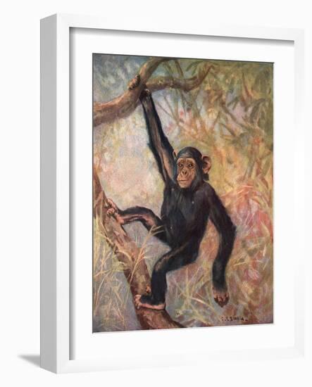 Chimpanzee, Wild Beasts-Cuthbert Swan-Framed Art Print