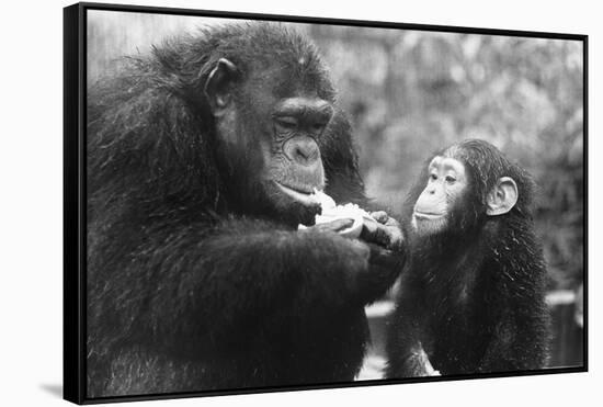 Chimpanzee with Her Young-null-Framed Stretched Canvas