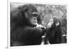 Chimpanzee with Her Young-null-Framed Photographic Print